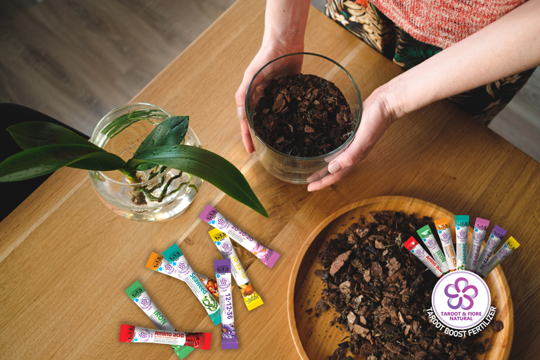 Woman hands planting flower house